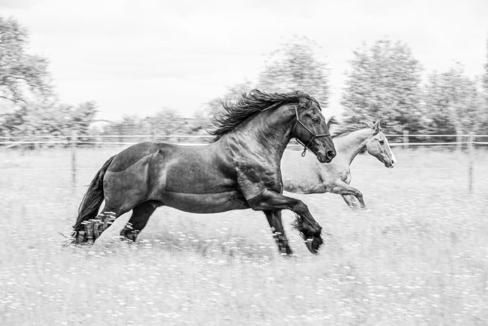 Running Wild Horses by Sebastian Graf — canvas wall art
