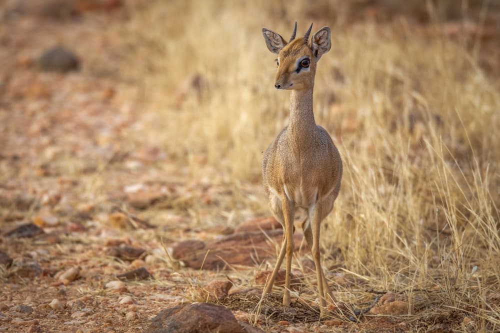 Elegant Dik-dik Antelope by Jeffrey C. Sink — canvas wall art