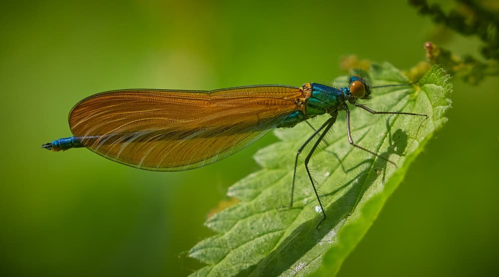 Bronze Wing Damselfly by Stuart Williams — canvas wall art