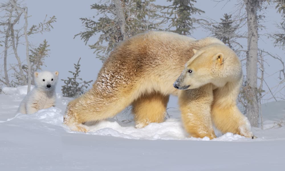 Arctic Mother And Cub by Yuan Su — canvas wall art