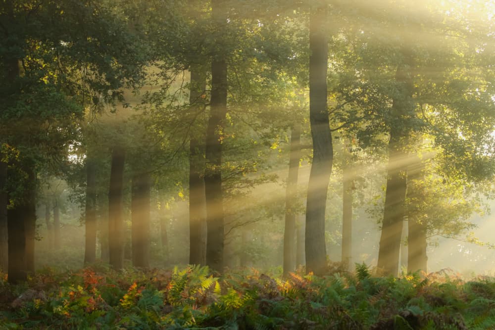 Sunlit Misty Forest by Hilda van der Lee — canvas wall art