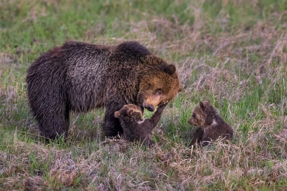 Grizzly Bear Family Play by Mark Strom — canvas wall art