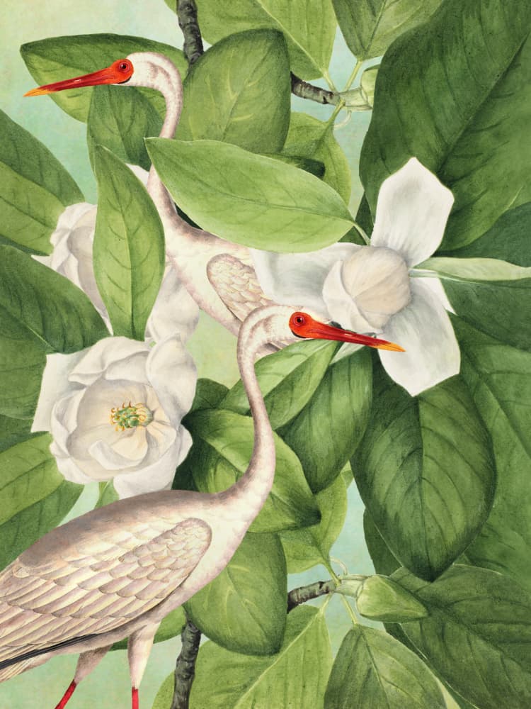 Ibises Among Magnolias by Marja van den Hurk — canvas wall art