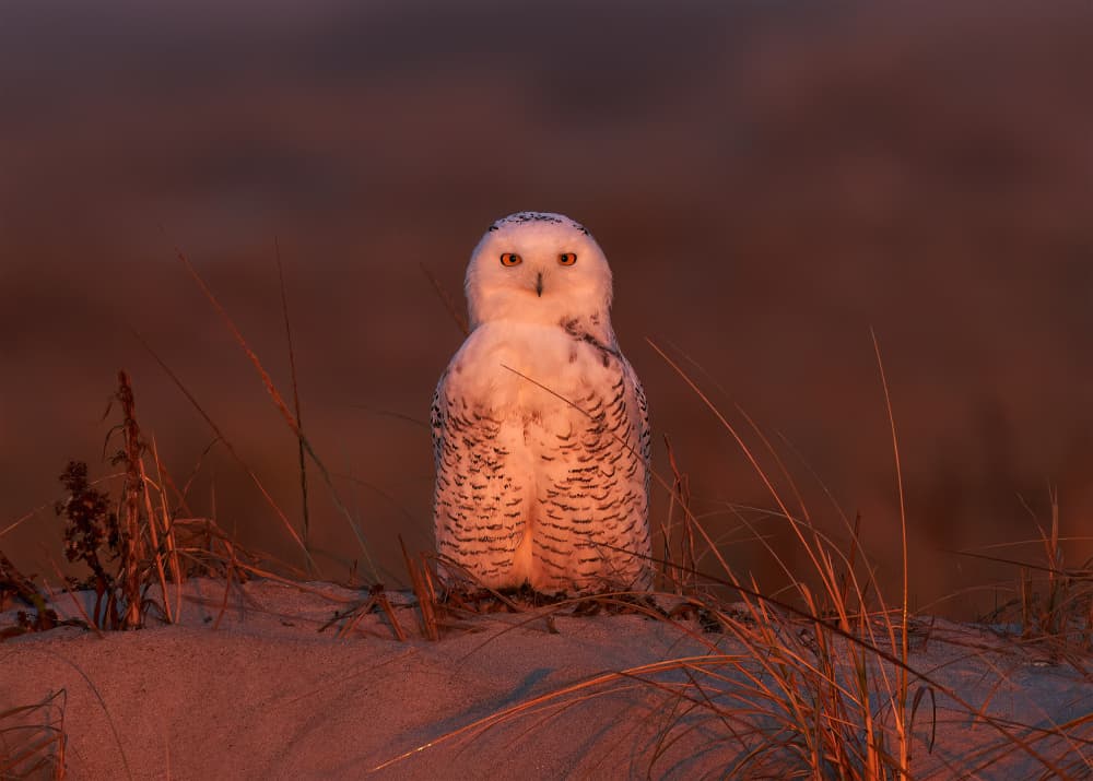 Golden Hour Snowy Owl by Johnny Chen — canvas wall art