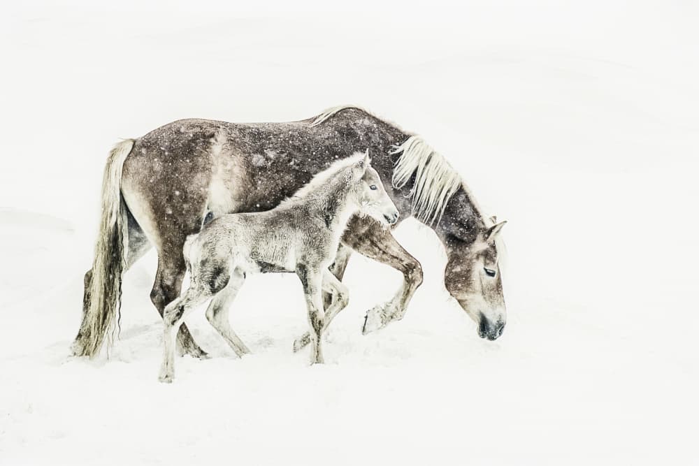 Winter Horse and Foal by Marion Keijzer — canvas wall art