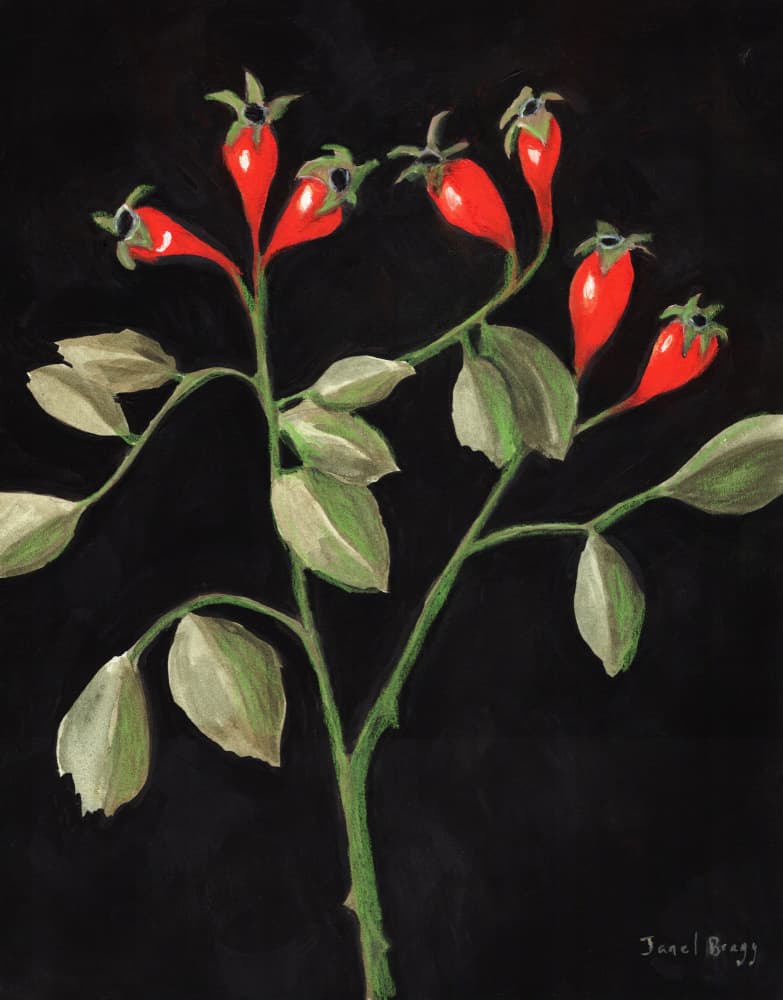 Vibrant Rose Hips by Janel Bragg — canvas wall art