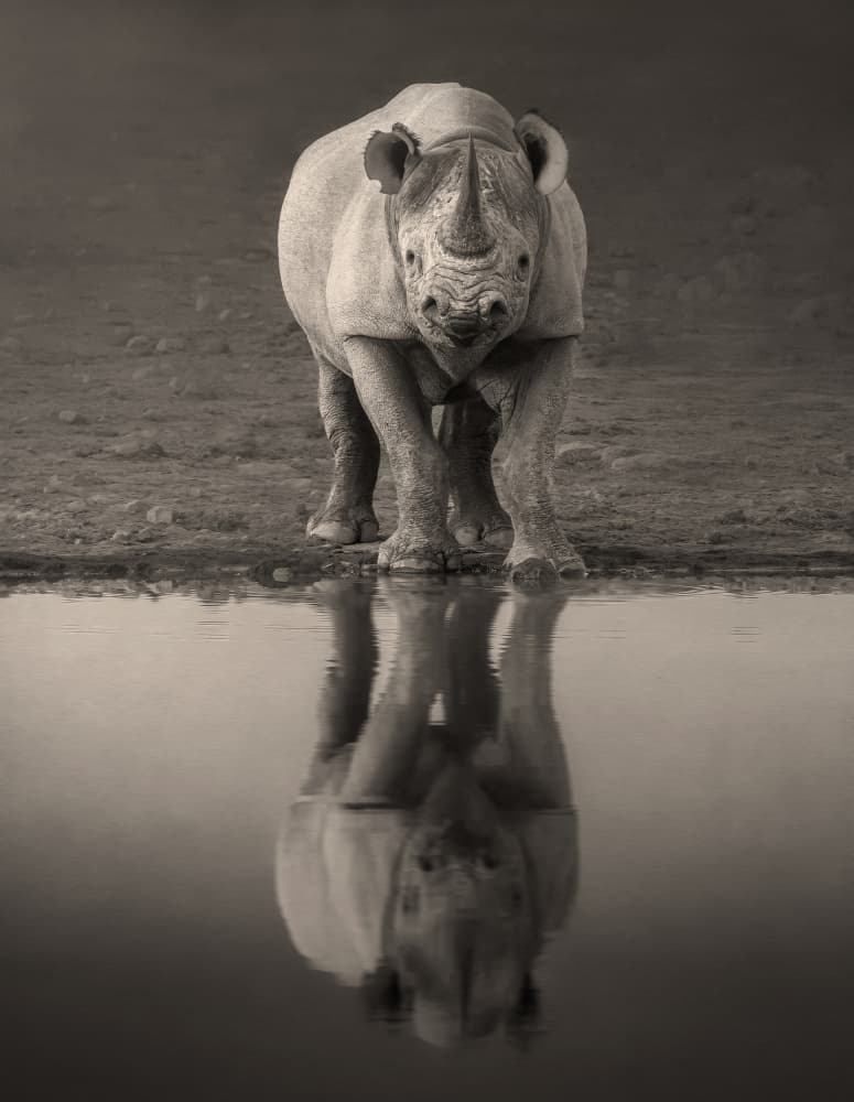 Powerful Rhino Reflection by Nichole Chen — canvas wall art