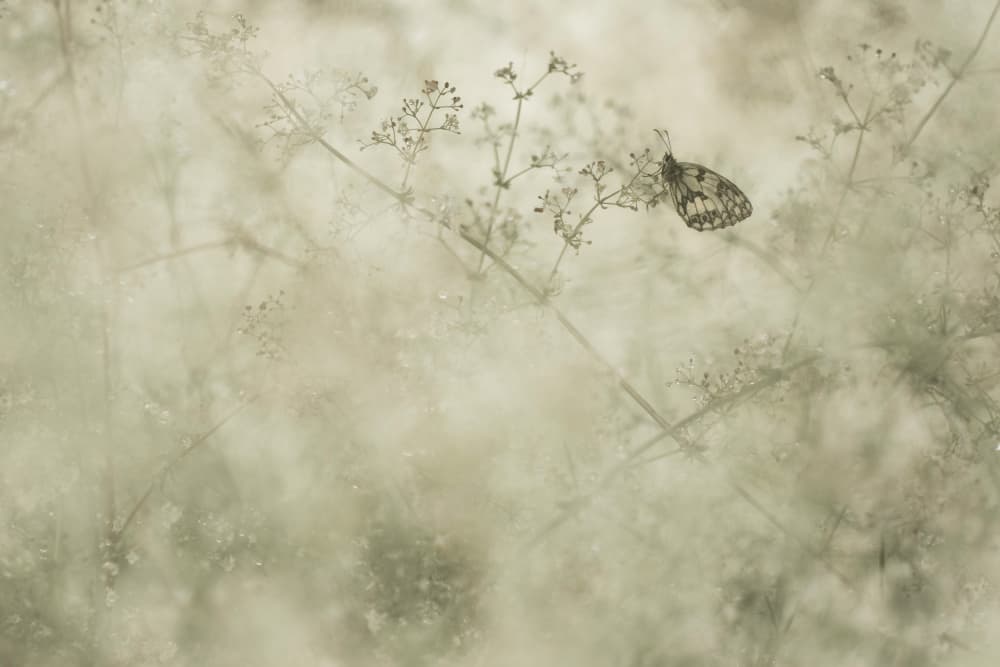 Delicate Butterfly Dream by Daan de Vos — canvas wall art