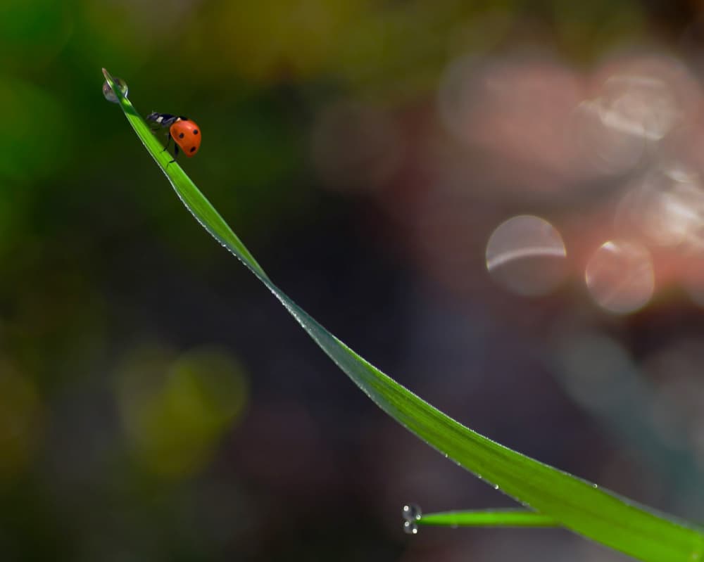 Ladybug on Dewy Grass by Anna Cseresnjes — canvas wall art
