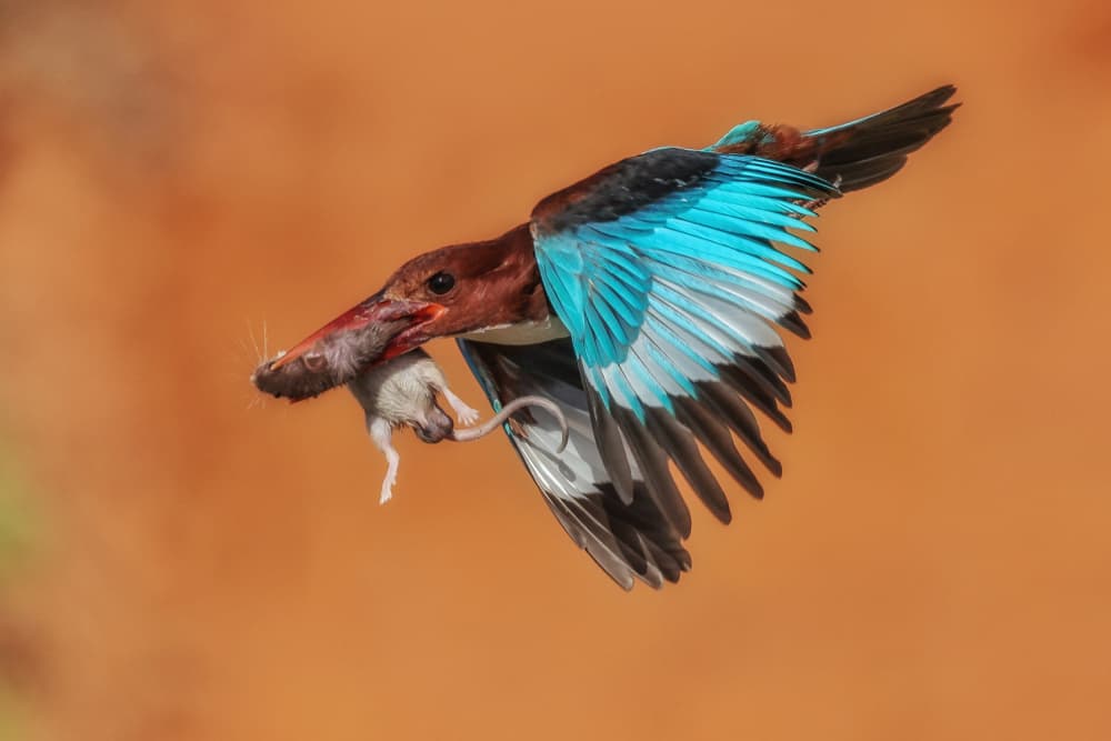 Kingfisher Hunting Mouse by David Manusevich — canvas wall art