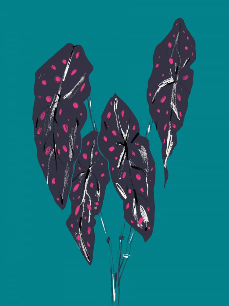 Dark Tropical Caladium Leaves by Francesco Gulina — canvas wall art