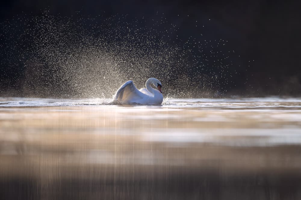 Swan’s Golden Bath by Marco Redaelli — canvas wall art