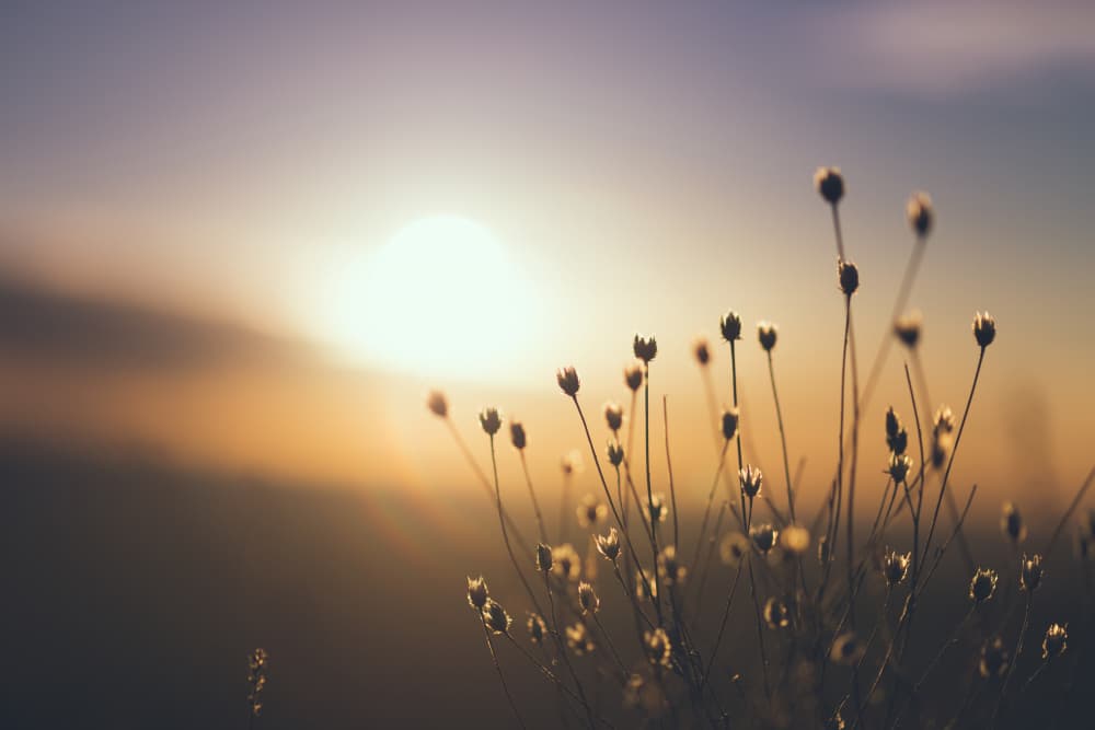 Peaceful Sunset Field by Javier Pardina — canvas wall art