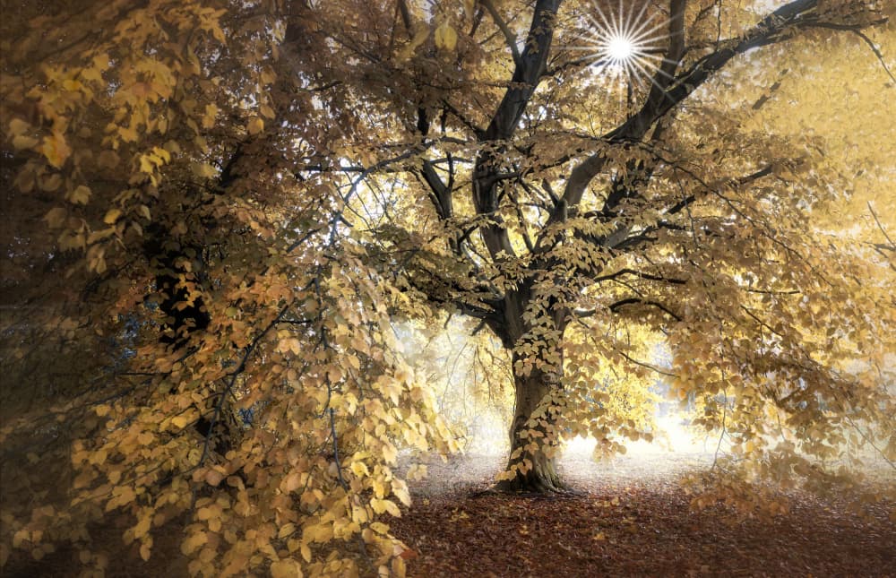 Golden Autumn Light by fotomarion — canvas wall art