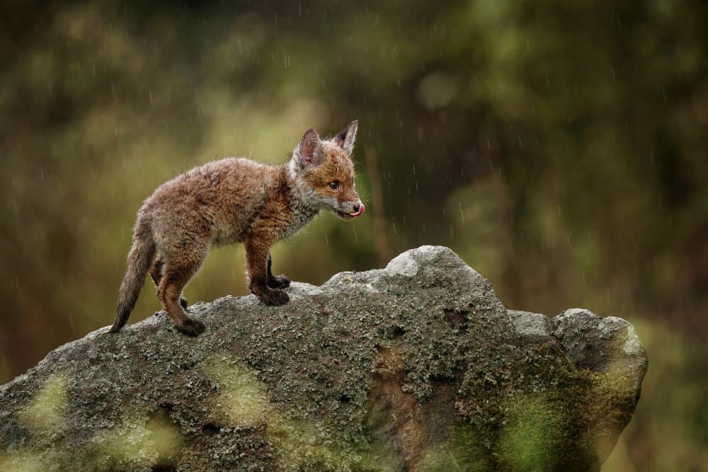 Rainy Fox Cub by Michaela Firešová — canvas wall art