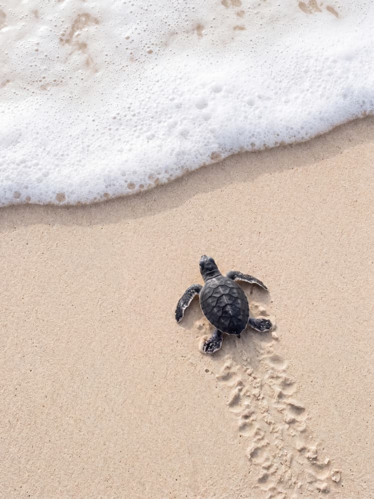 Hatchling's Ocean Journey by Andreas Magnusson — canvas wall art