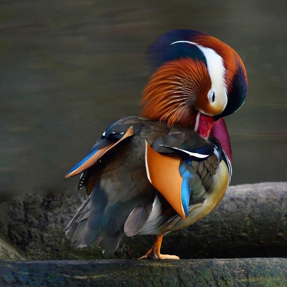 Vibrant Mandarin Duck by Anna Wan — canvas wall art