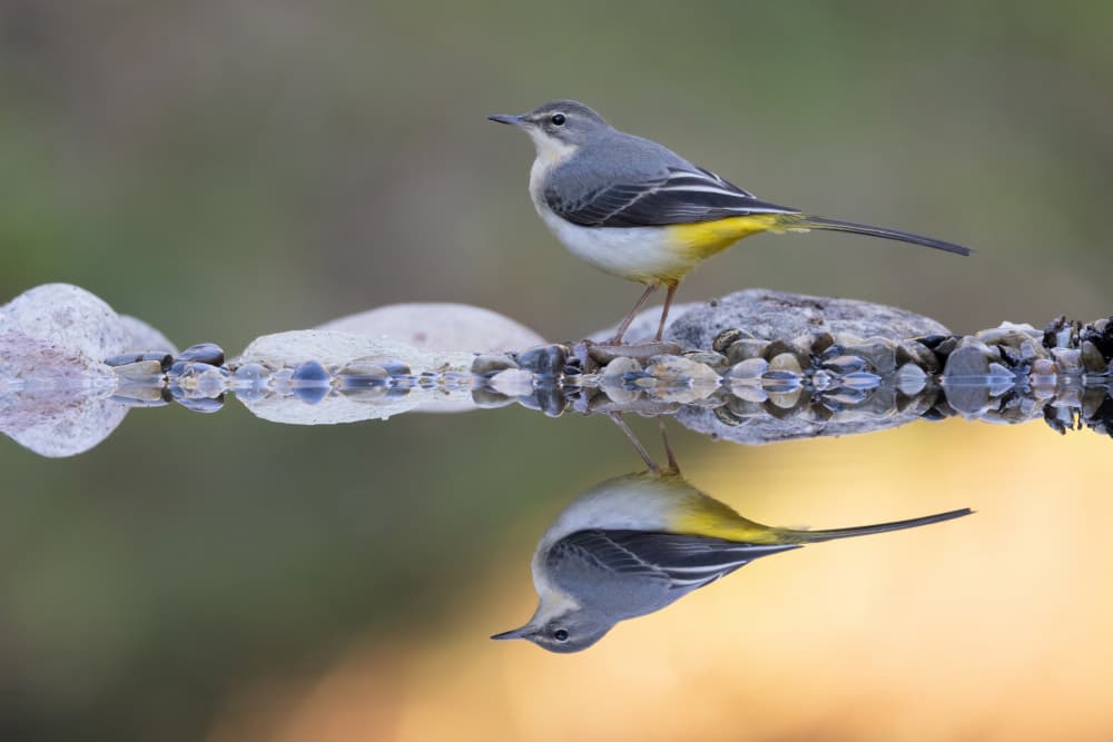 Grey Wagtail Reflection by Paolo Bolla — canvas wall art