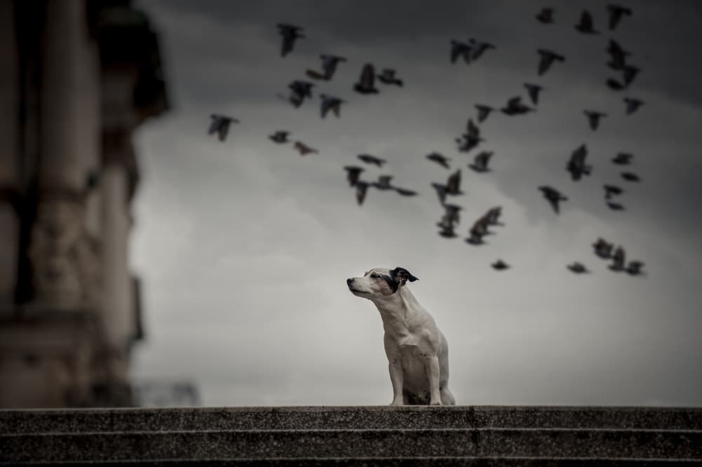 Dog Watching Birds by Heike Willers — canvas wall art