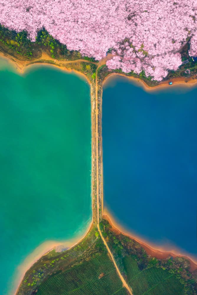 Vibrant Lakes Pink Blossoms by TIANQI — canvas wall art