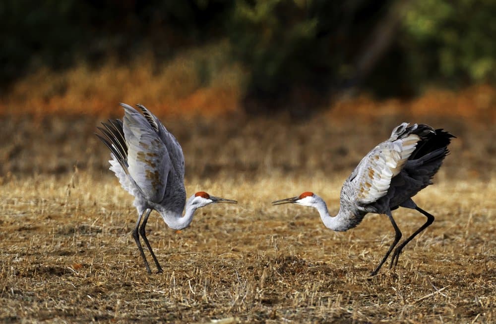 Dancing Sandhill Cranes by Yuan Su — canvas wall art