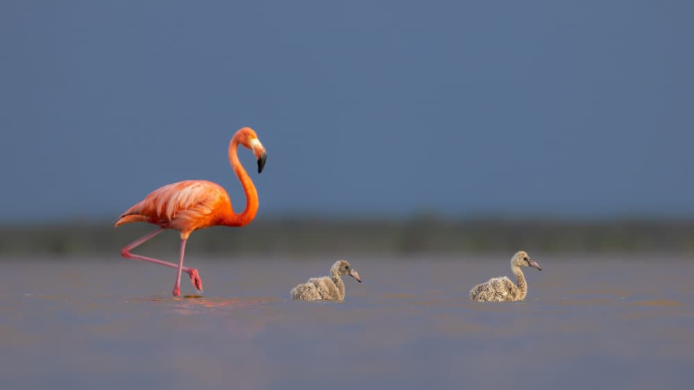 Pink Flamingo Family by Jun Zuo — canvas wall art