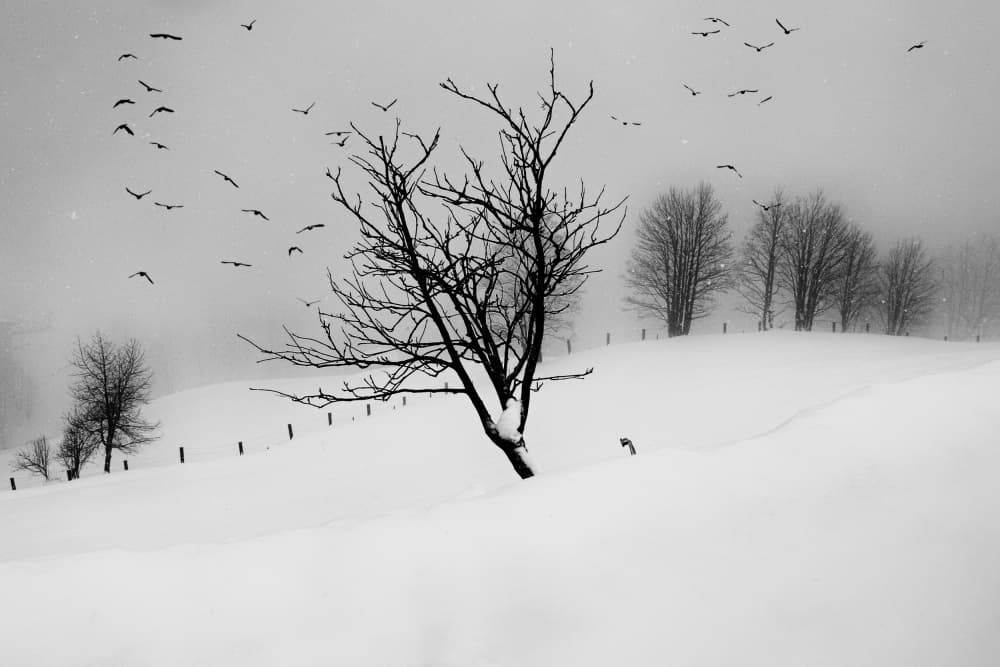 Winter Birds Bare Tree by Marchevca Bogdan — canvas wall art
