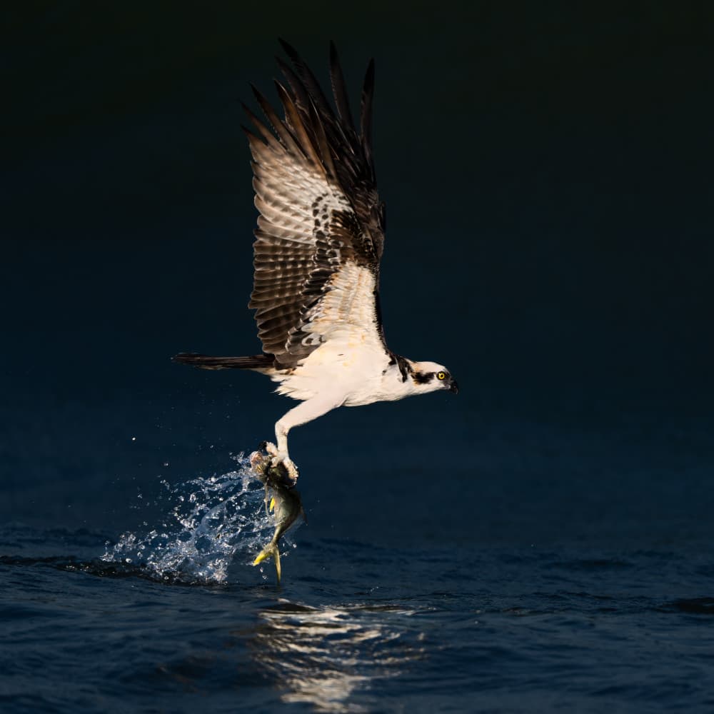 Osprey Catches Fish by John Fan — canvas wall art