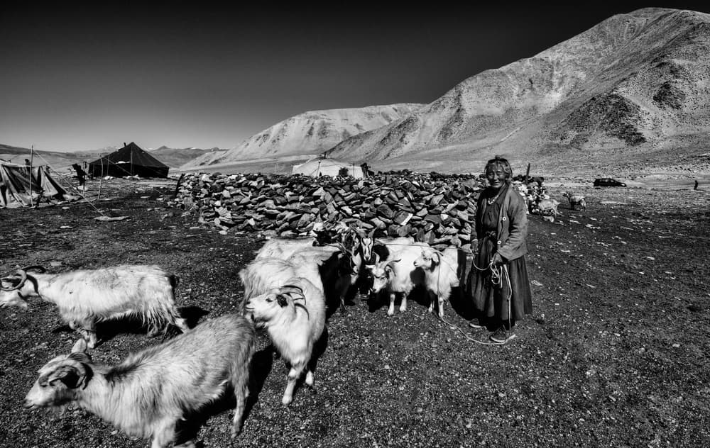 Highland Herder and Goats by Joxe Inazio Kuesta Garmendia — canvas wall art