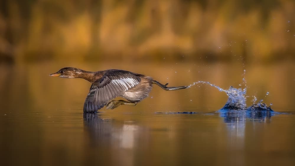 Duck Water Splash by Faisal ALnomas — canvas wall art