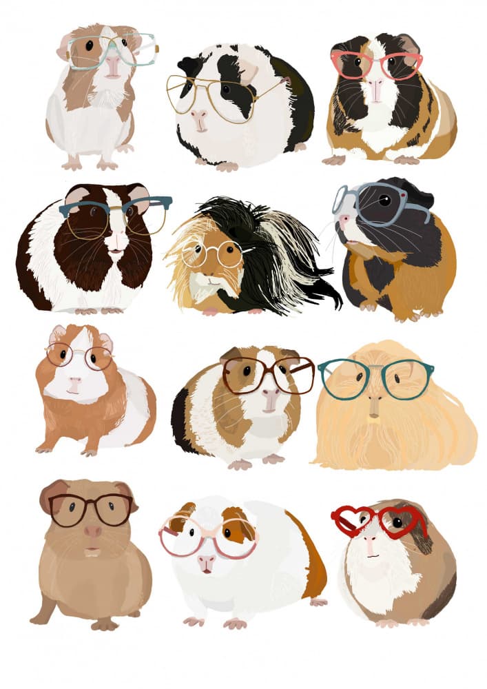 Guinea Pigs in Glasses by Hanna Melin — canvas wall art