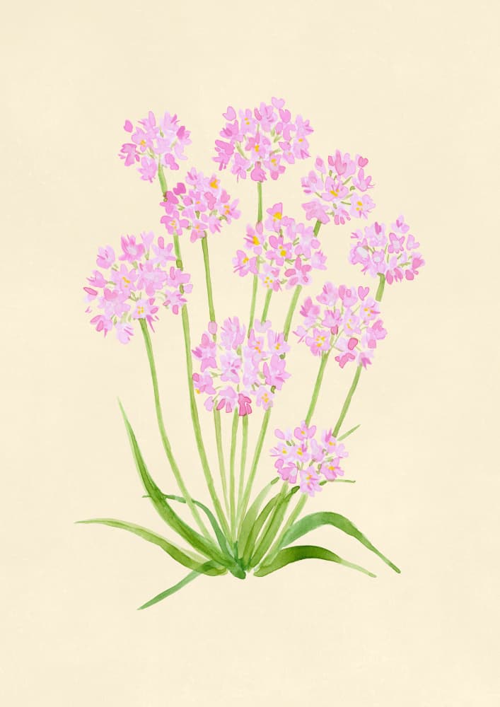 Pink Watercolor Flowers by Rosana Laiz Blursbyai — canvas wall art