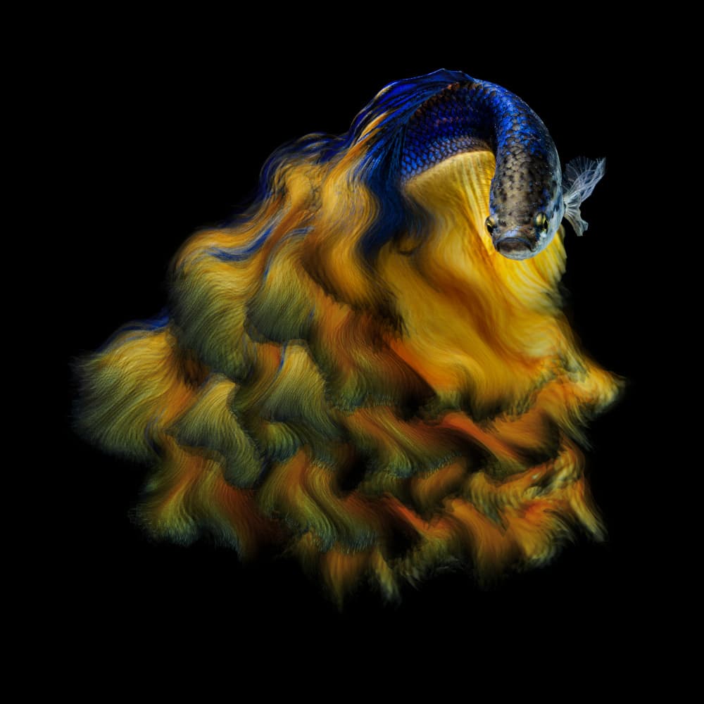 Vibrant Betta Fish Flow by Andi Halil — canvas wall art