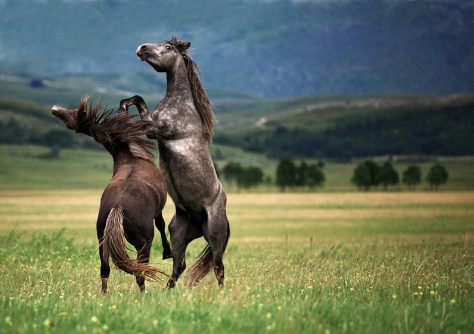 Spirited Horse Showdown by Vedran Vidak — canvas wall art