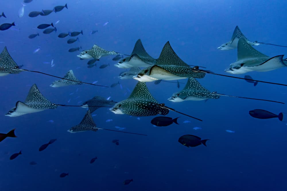 Flying underwater by Andrea Izzotti — canvas wall art