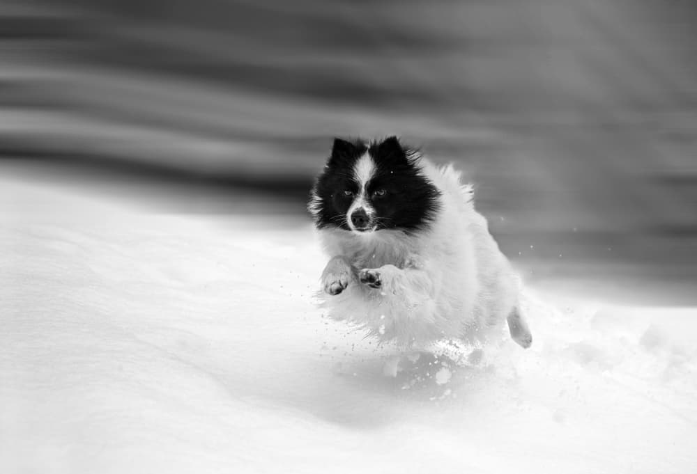 Energetic Snow Dog by Giorgio Toniolo — canvas wall art