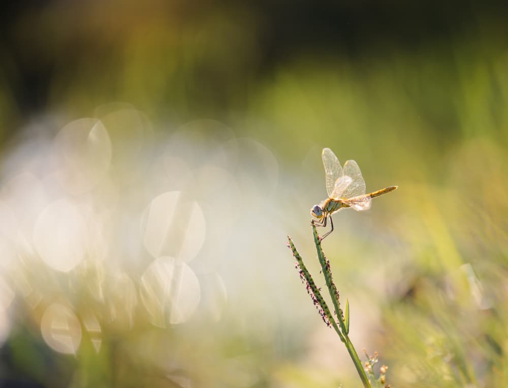 Dragonfly in Golden Light by Gianpaolo Meriana — canvas wall art