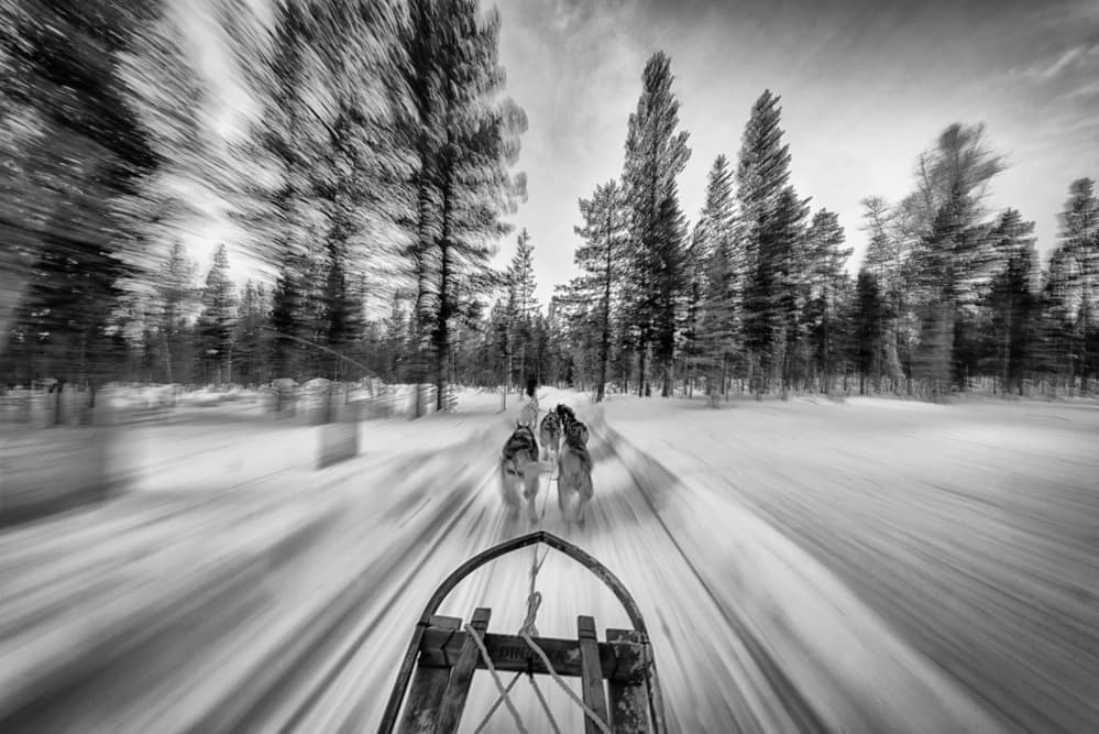Dynamic Dog Sledding by Ido Meirovich — canvas wall art