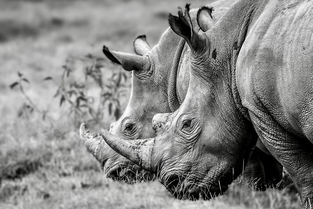 Majestic Rhino Pair by Serge Melesan — canvas wall art