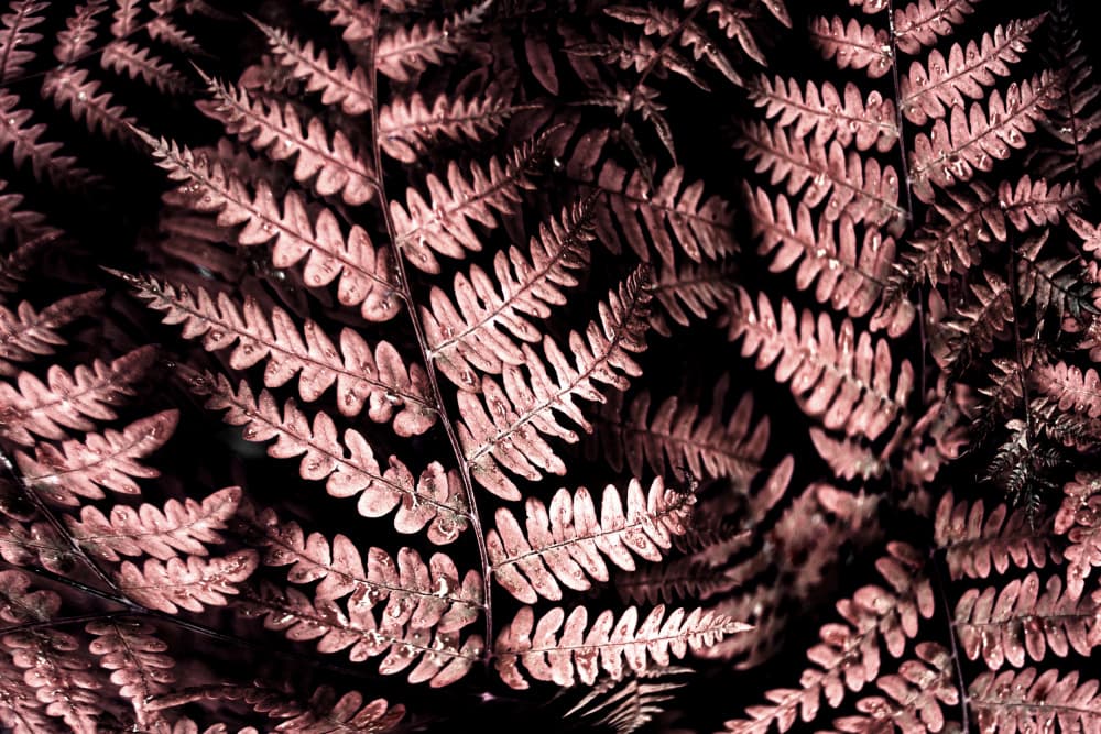 Moody Pink Ferns by Christina Sillen — canvas wall art