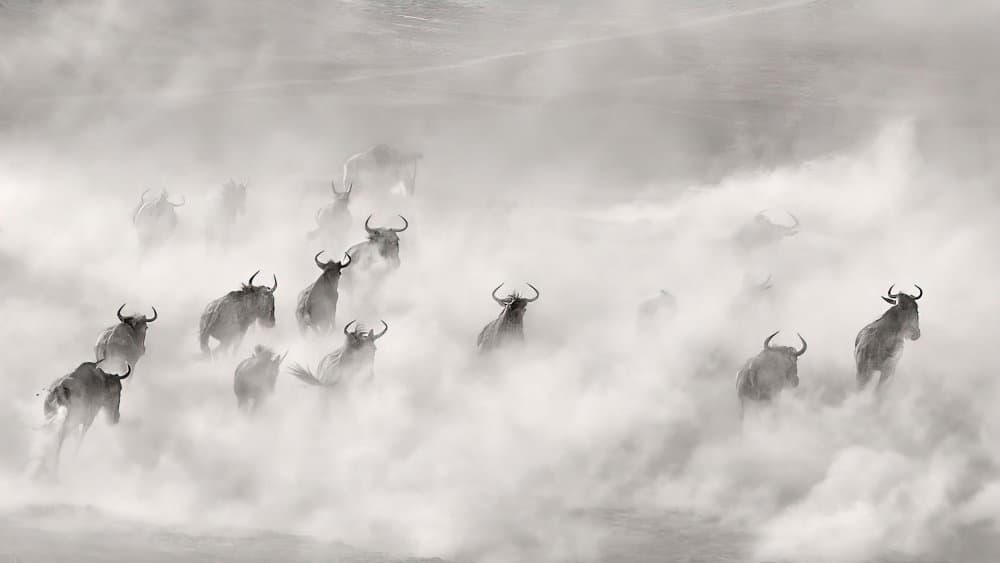 Wildebeest Dust Storm by Jennifer Lu — canvas wall art