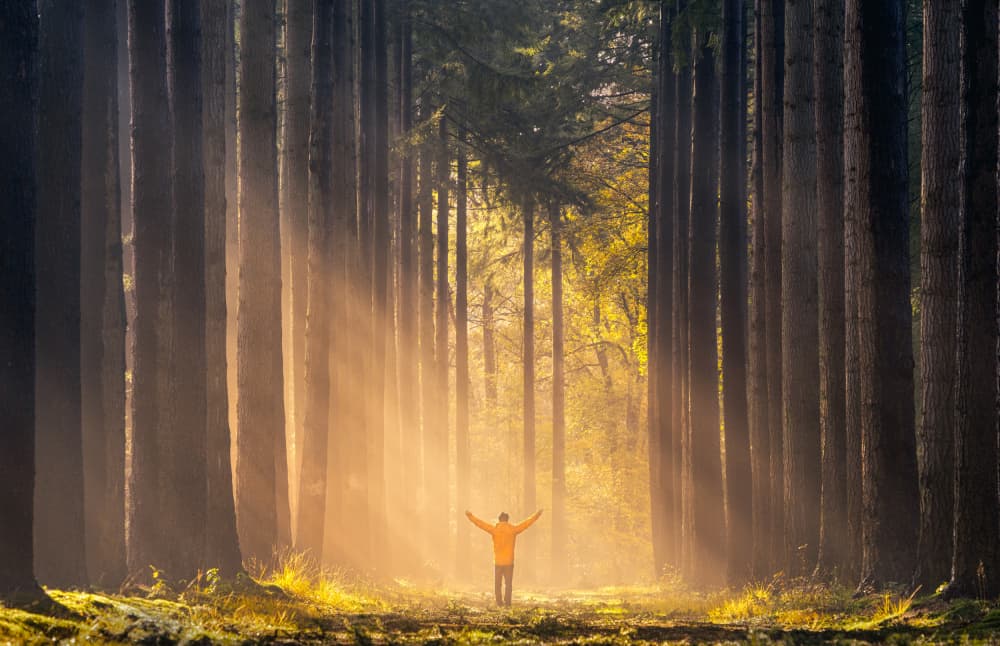 Embracing Forest Light by Yang Jiao — canvas wall art
