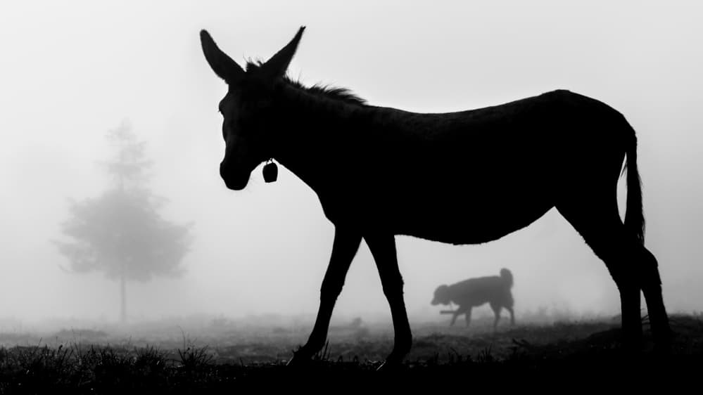 Misty Donkey Silhouette by Sveduneac Dorin Lucian — canvas wall art