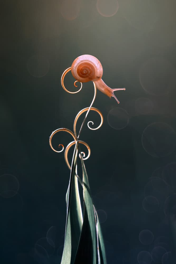 Snail On A Golden Curl by Edy Pamungkas — canvas wall art