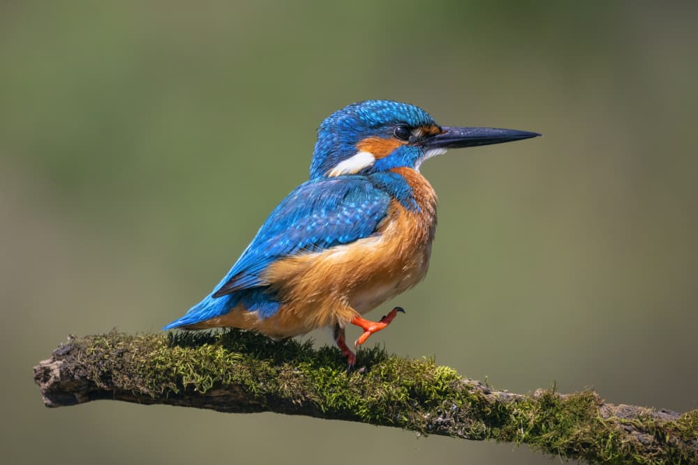 Vibrant Blue Kingfisher by TONY GORAN — canvas wall art