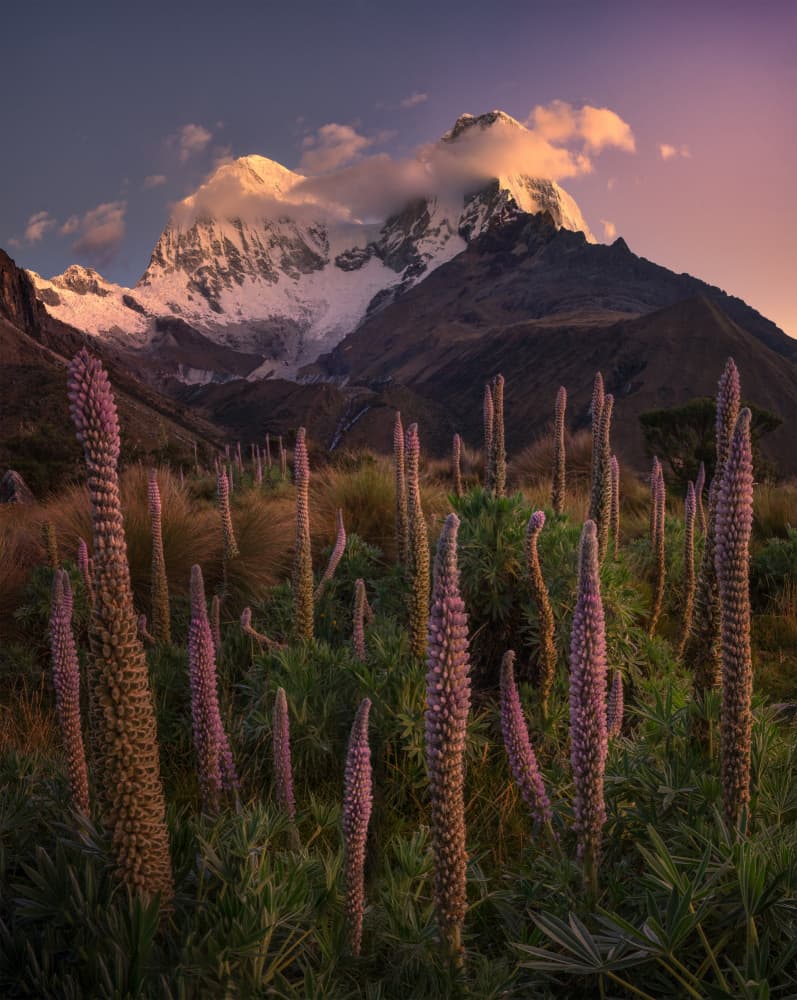 Purple Lupines Mountain Dawn by Ruiqing P. — canvas wall art