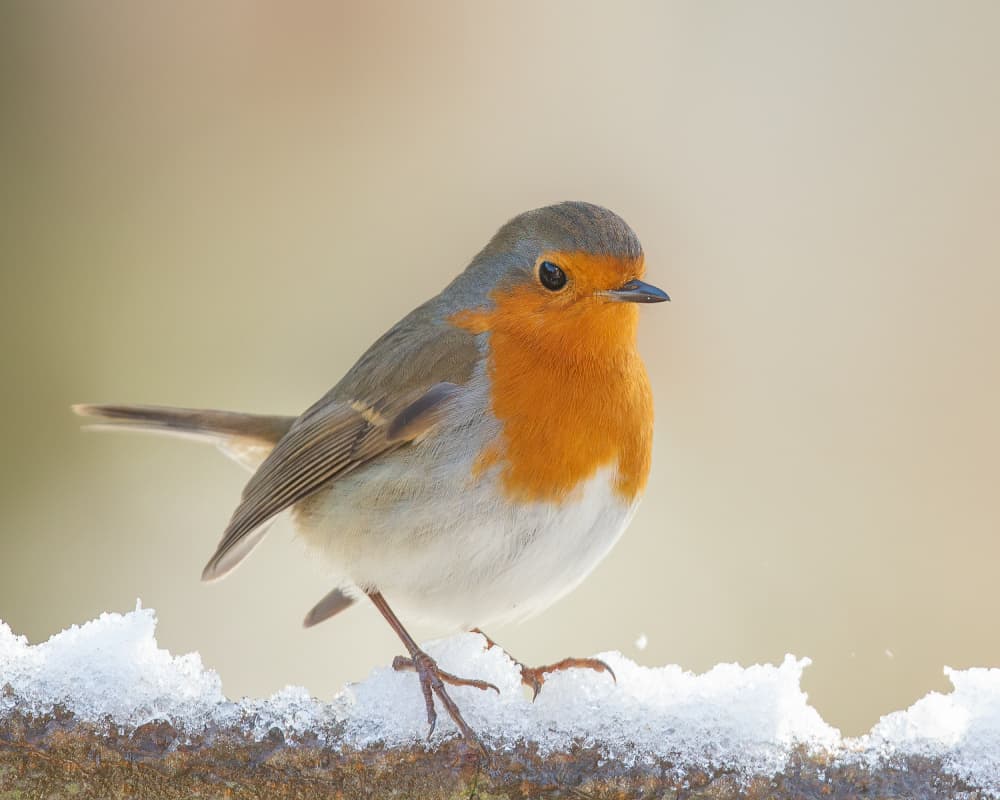 Winter Robin by Annie Keizer — canvas wall art