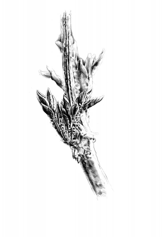 Spring Buds on Branch by Kulik — canvas wall art