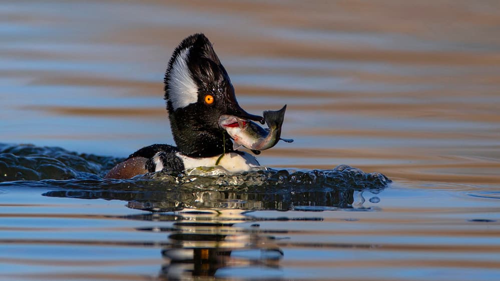 Hooded Merganser Fishing by verdon — canvas wall art
