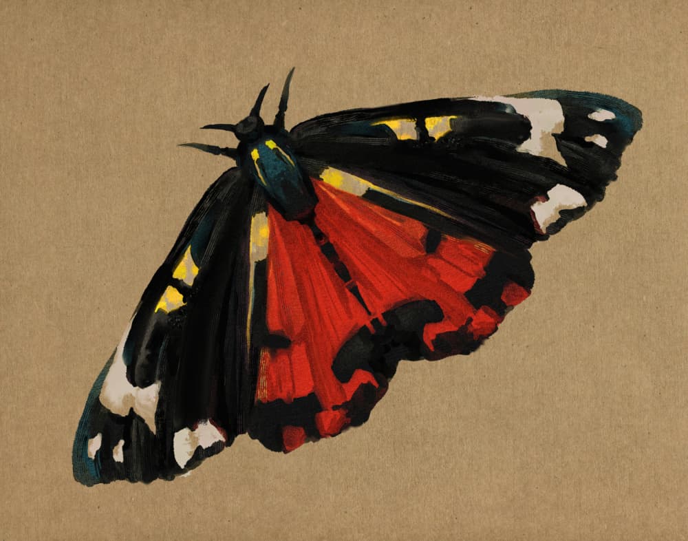Striking Red Moth by Josie George — canvas wall art